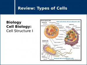 Cell Biology: Cell Structure I