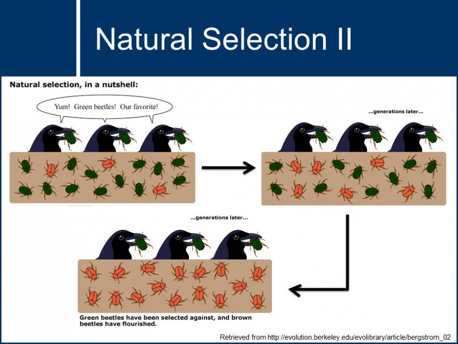 examples-of-natural-selection-in-animal-species-sciencing